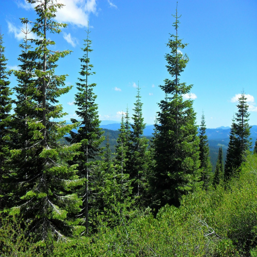What kind of tree is this? (pine) phrase image
