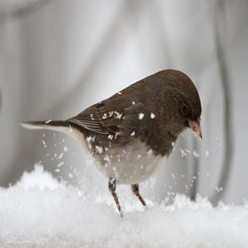 What kind of bird is this?  (snowbird) phrase image