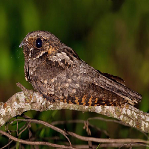 What kind of bird is this? (whippoorwill) phrase image