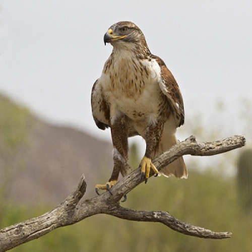 What kind of bird is this? (hawk) phrase image