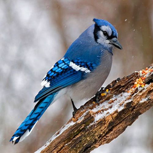 Birds II category image