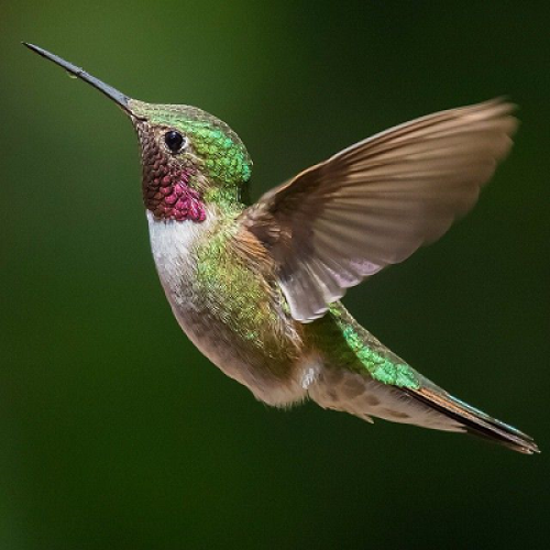 What kind of bird is this? (hummingbird) phrase image
