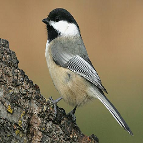 What kind of bird is this? (chickadee) phrase image