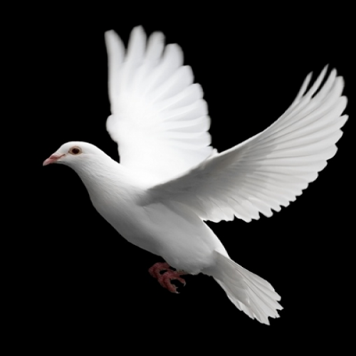 What kind of bird is this? (dove) phrase image