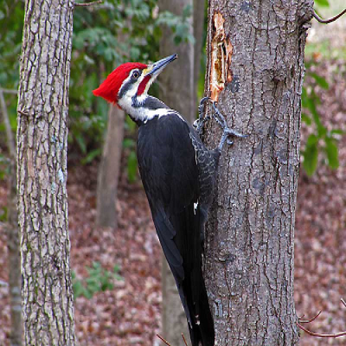 What kind of bird is this? (woodpecker) phrase image