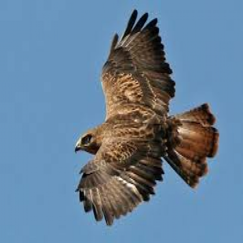 What kind of bird is this? (buzzard) phrase image