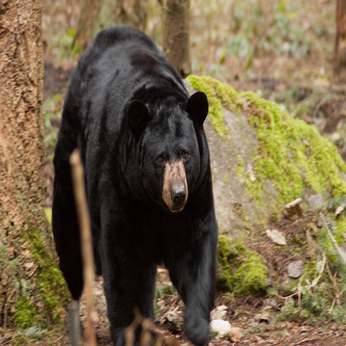 This  is a  big bear. phrase image