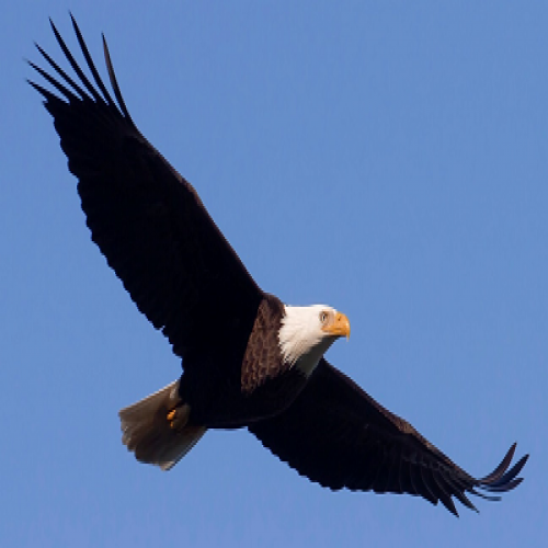 What kind of bird is this? (eagle) phrase image