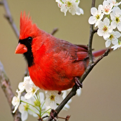 What kind of bird is this? (cardinal) phrase image