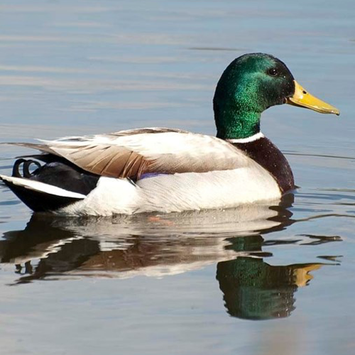 Birds II category image