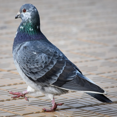 What kind of bird is this? pigeon phrase image
