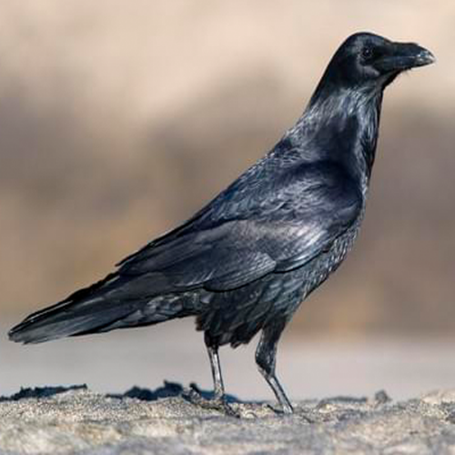 What kind of bird is this?  phrase image