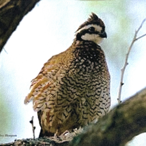 What kind of bird if this? quail phrase image
