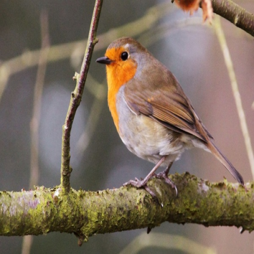 What kind of bird is this? robin phrase image