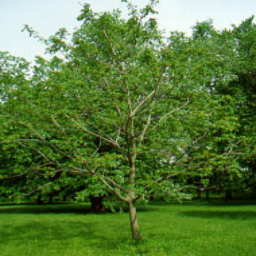 What kind of tree is this? (butternut) phrase image