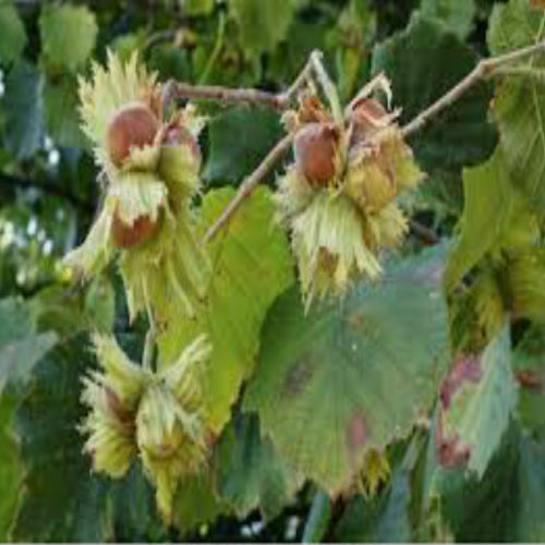 What kind of tree is this? (hazelnut) phrase image