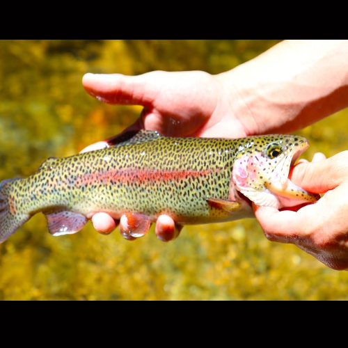What are you eating? (fish) phrase image
