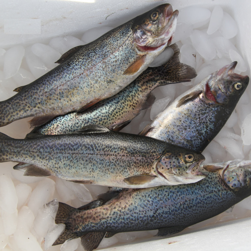 What are you eating? (lots of fish) phrase image