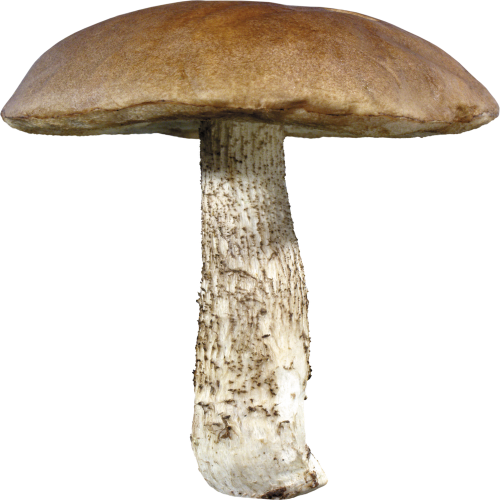 What do you see? (mushroom) phrase image