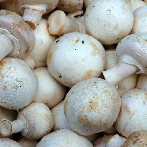 What do you see? (mushrooms) phrase image