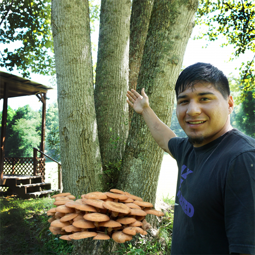 Mushrooms II category image