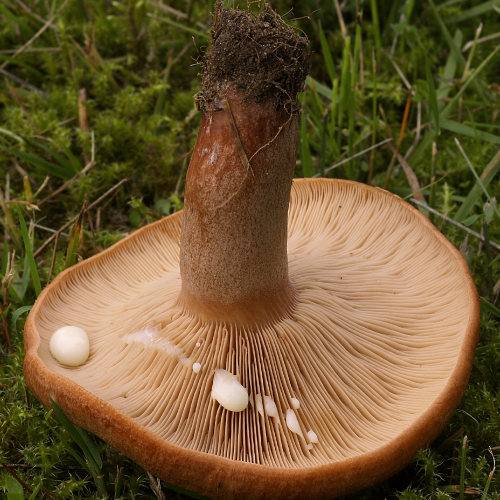 What do you see? (milk mushroom) phrase image