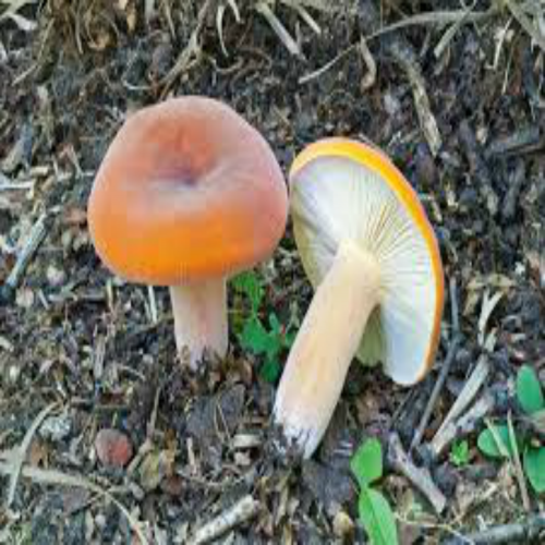 What do you see? (milk mushrooms) phrase image