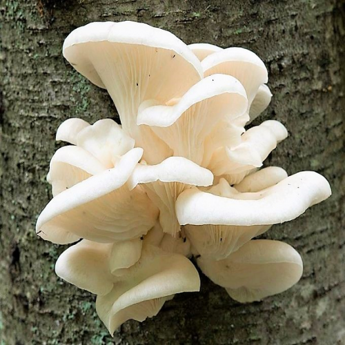 What do you see? (poplar mushrooms) phrase image
