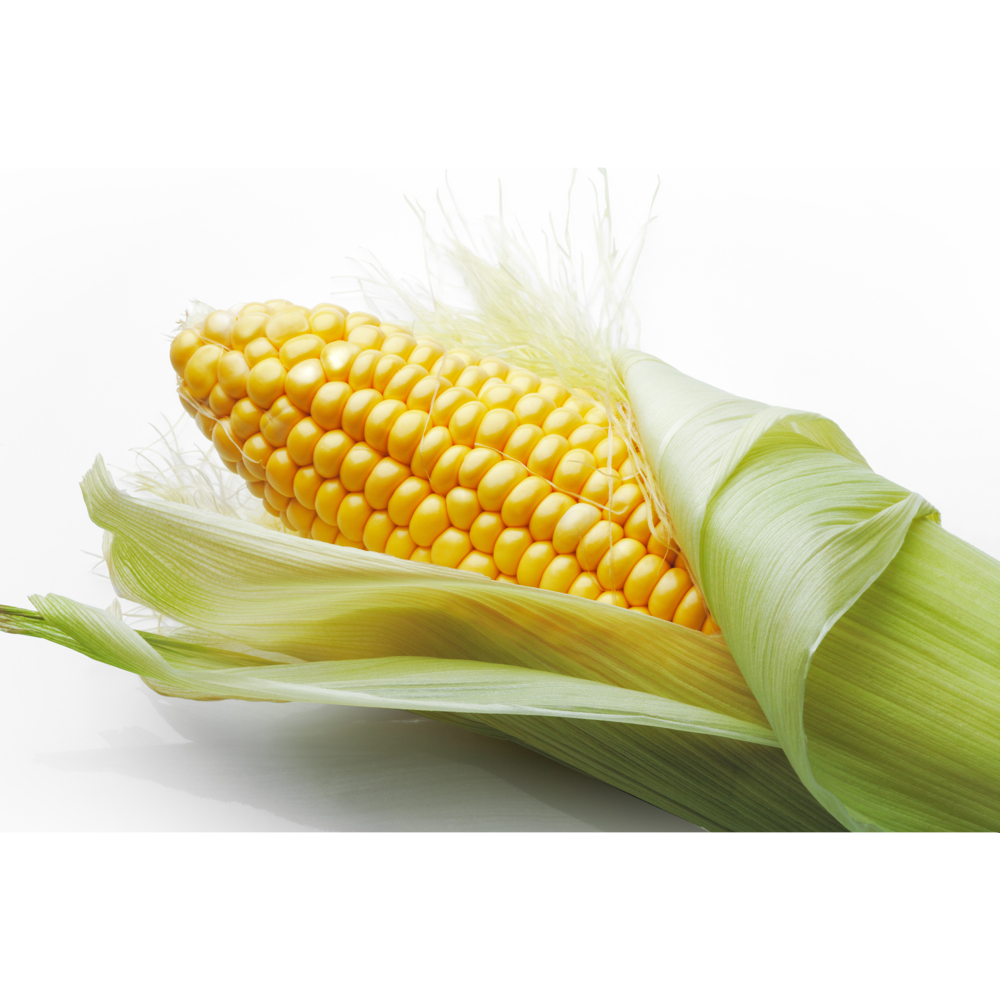 corn word image