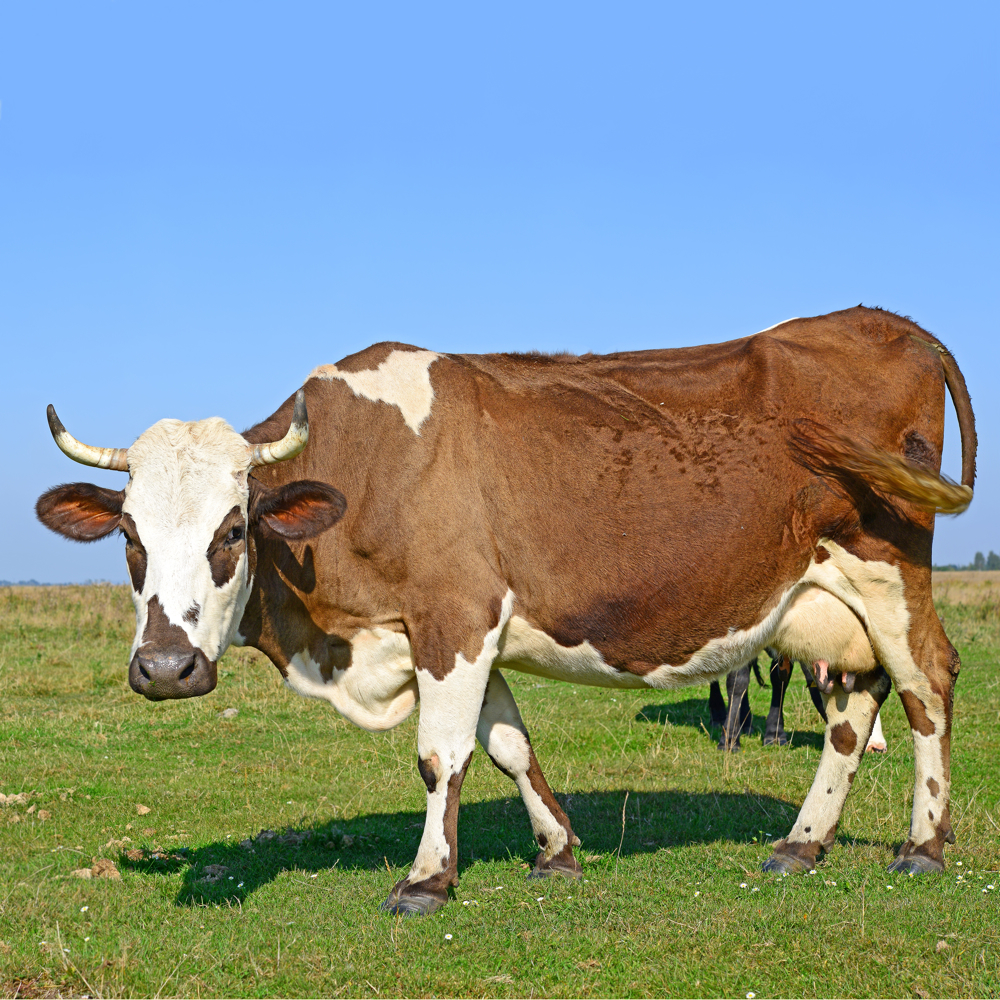 Cow word image