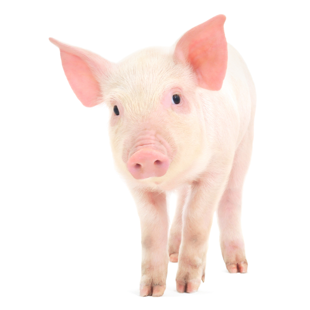 Pig word image