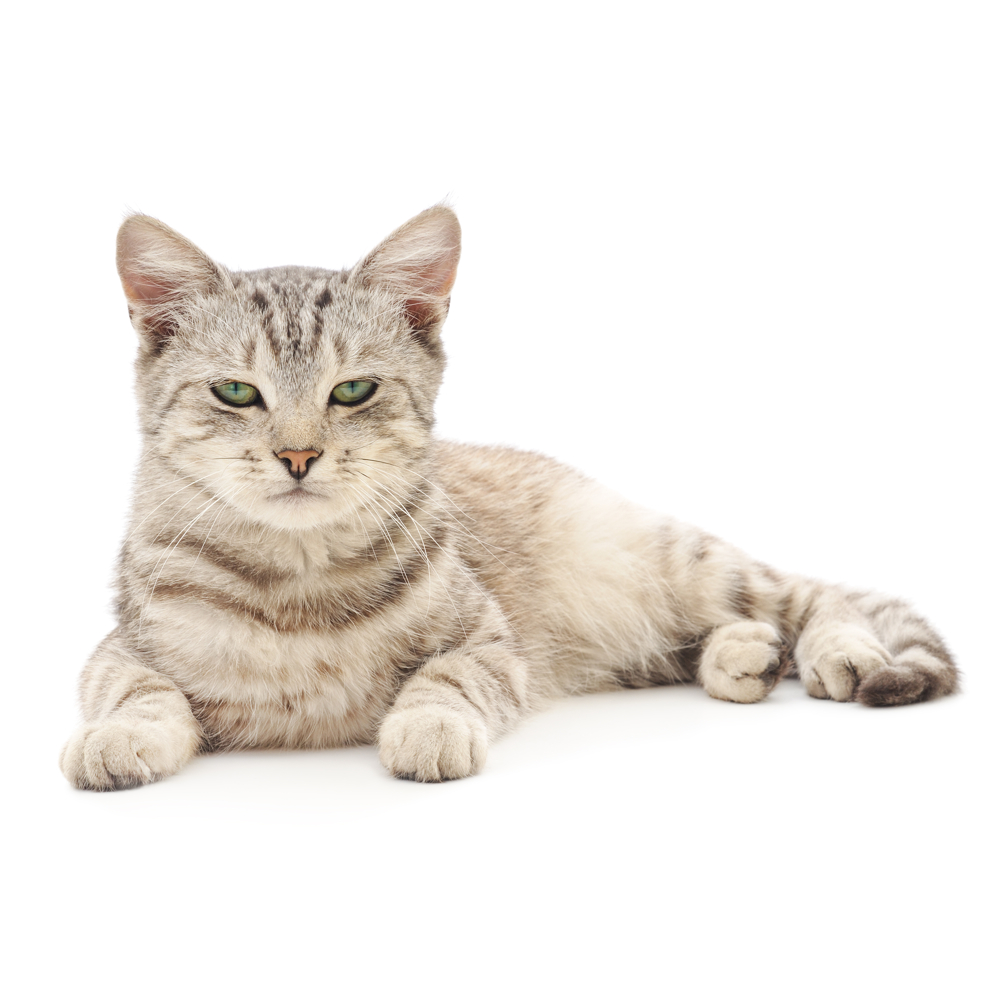 Cat word image