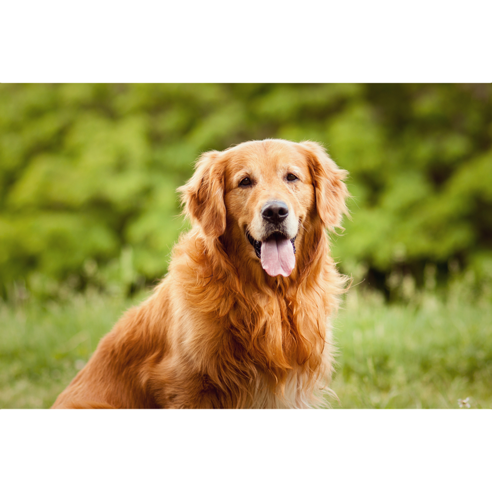 Dog word image