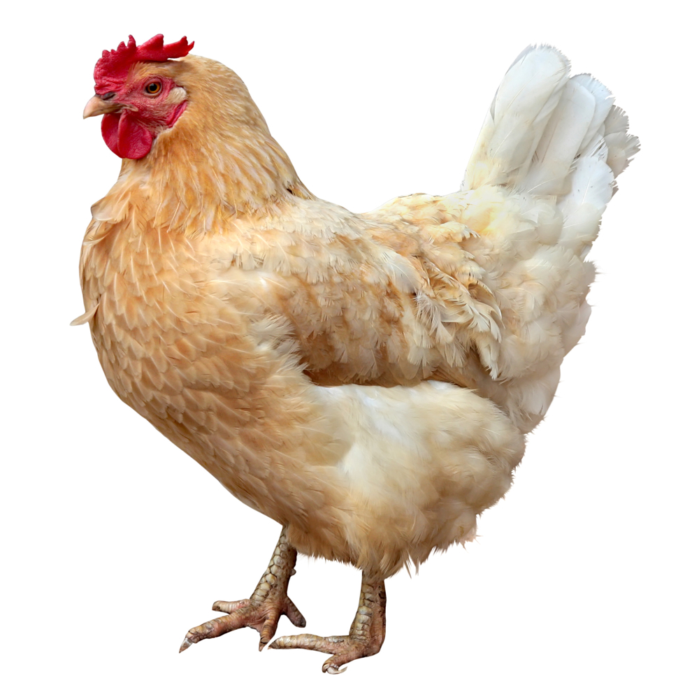 Chicken word image