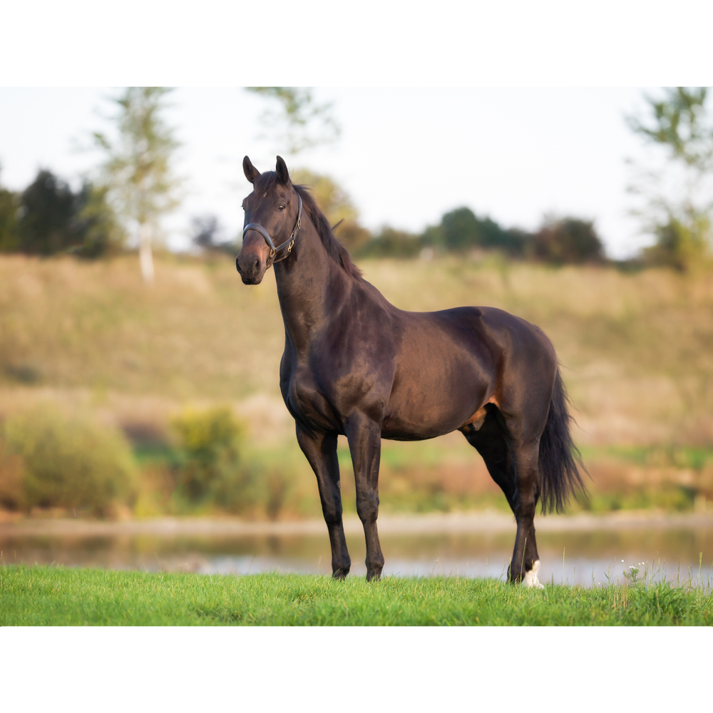 Horse word image