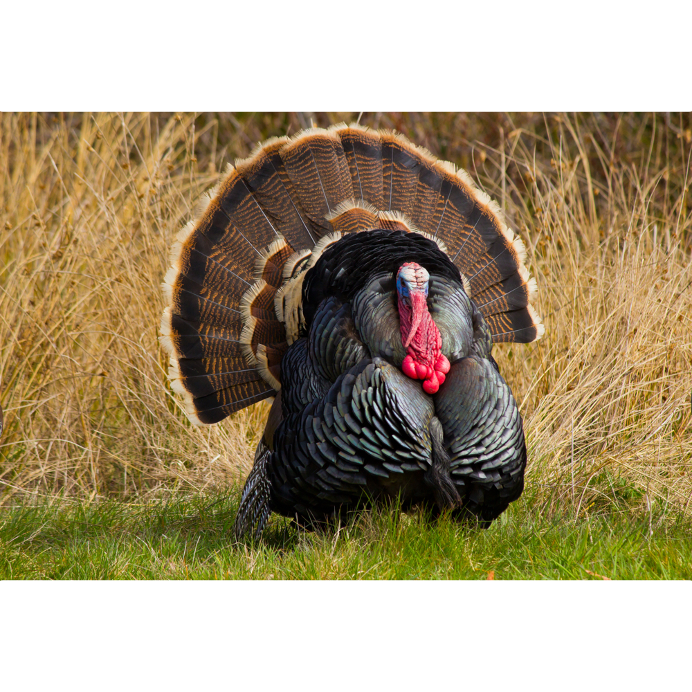 Domestic Animals category image