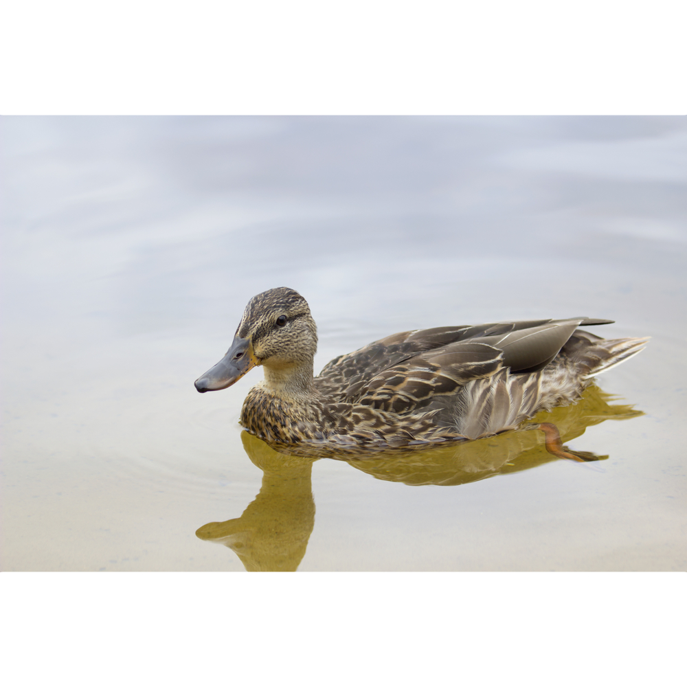 Duck word image