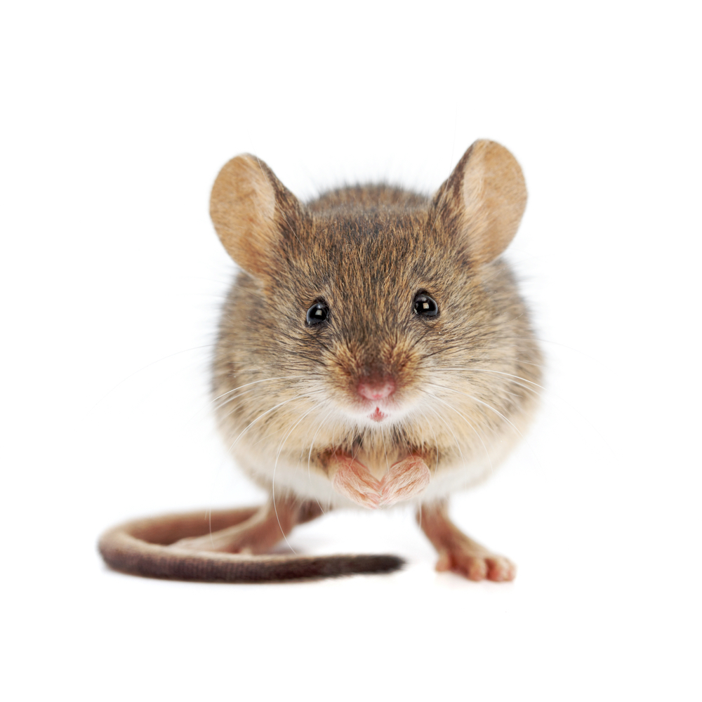 Mouse word image