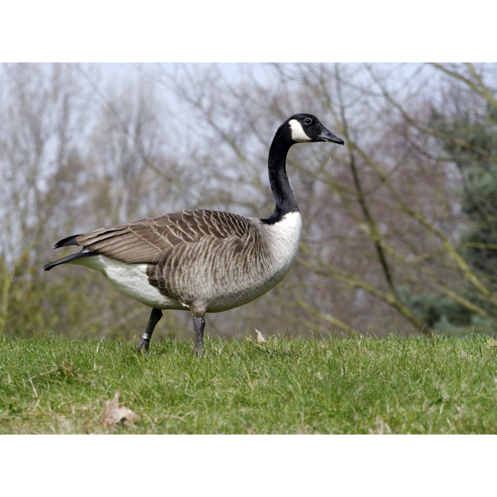 Goose word image