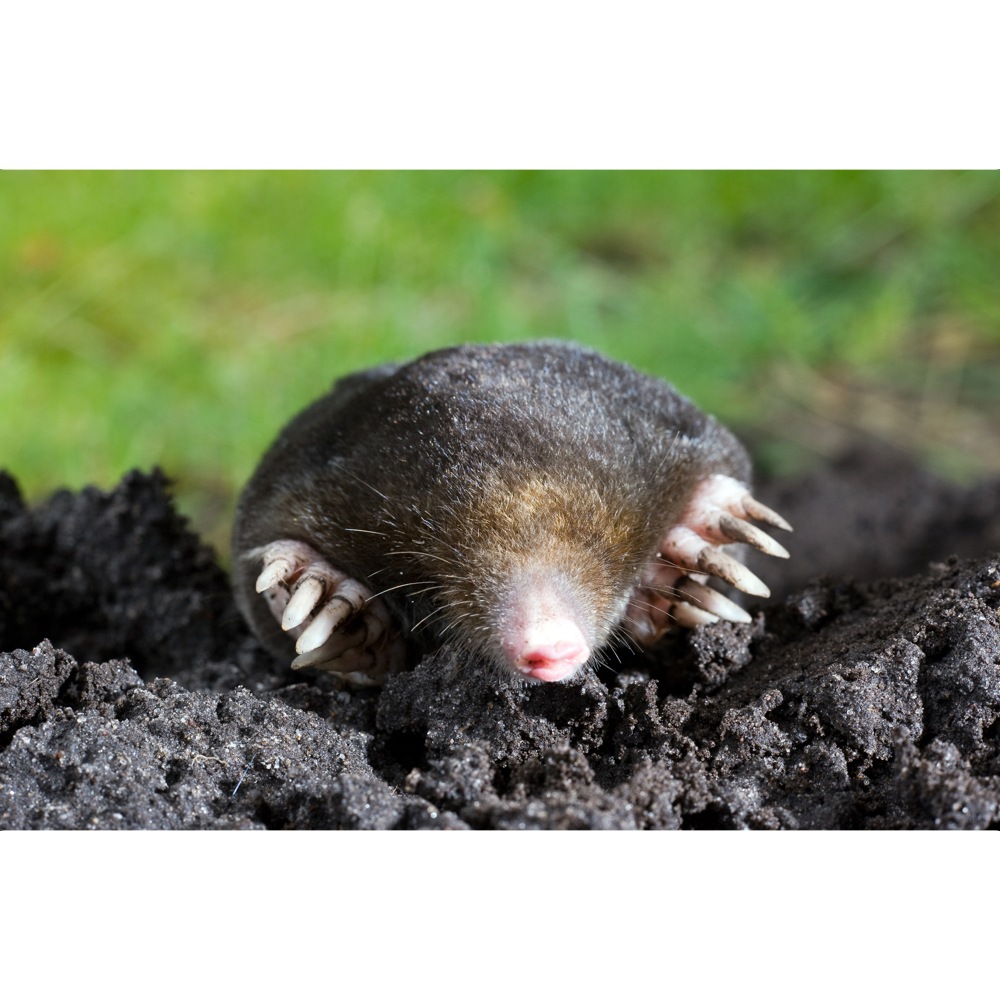 Mole word image