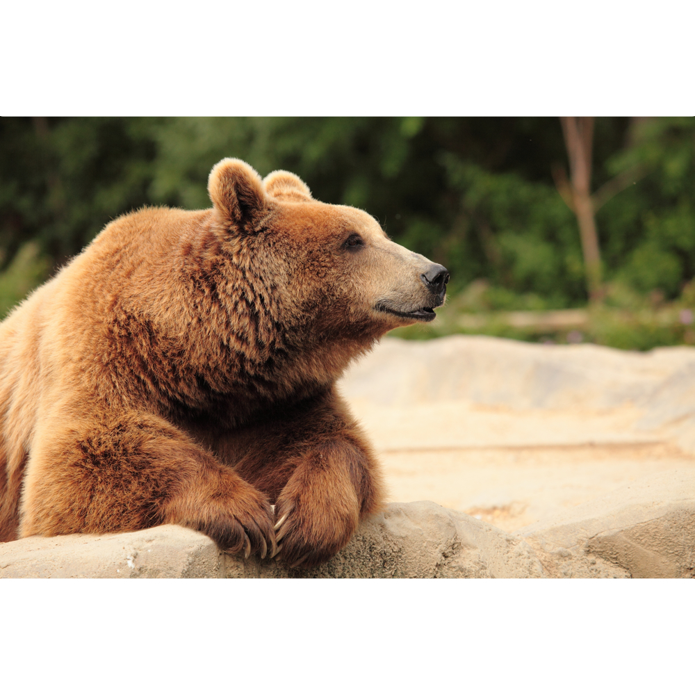 Bear word image