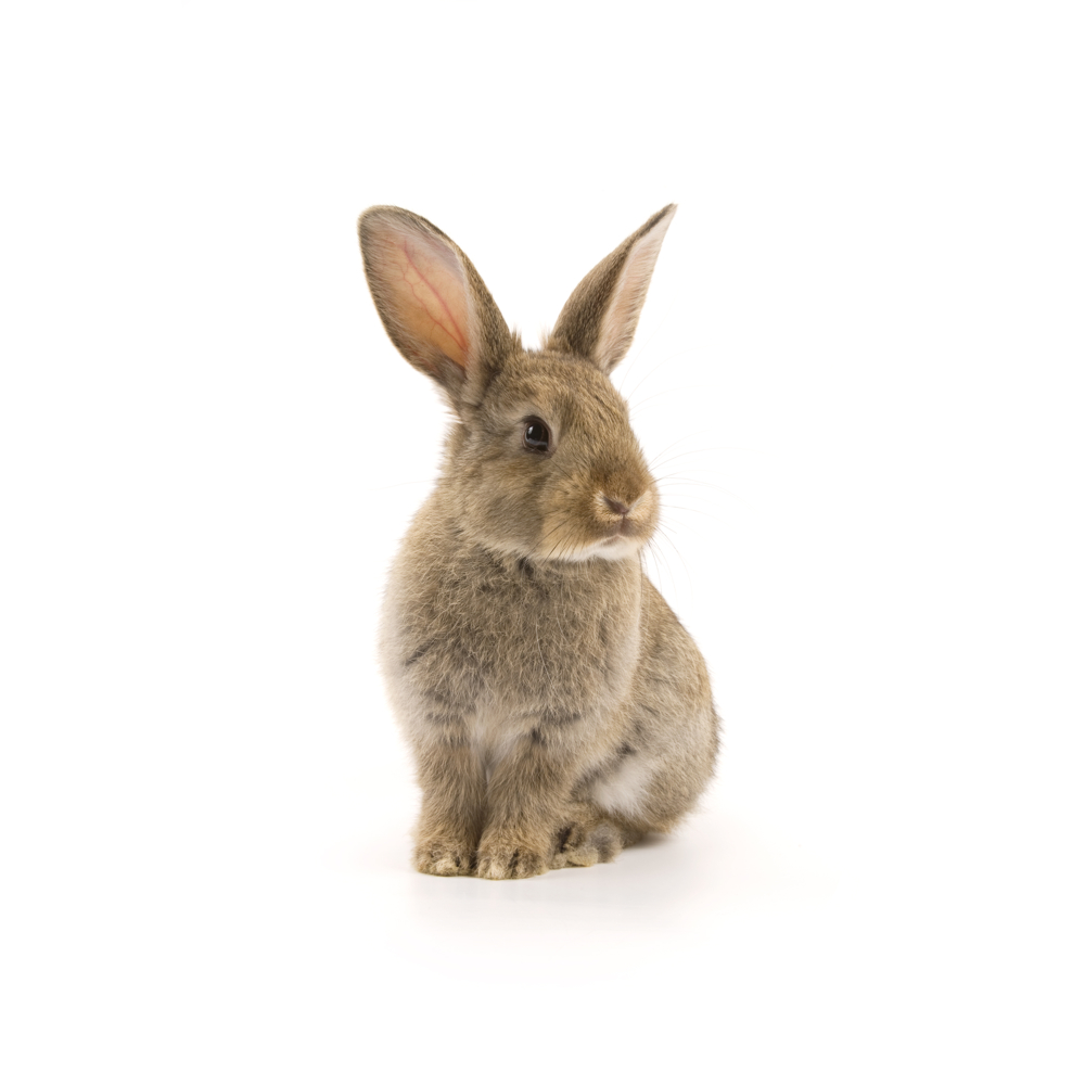 Rabbit word image
