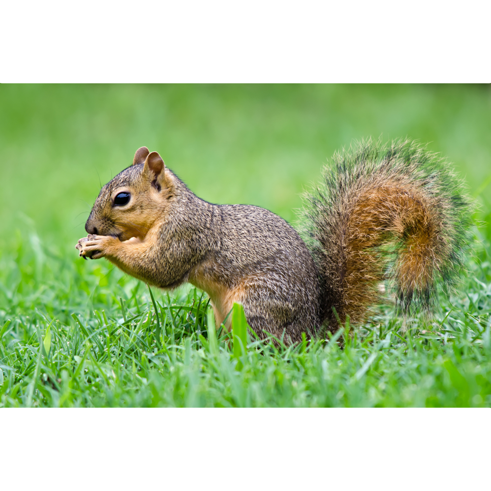Squirrel word image