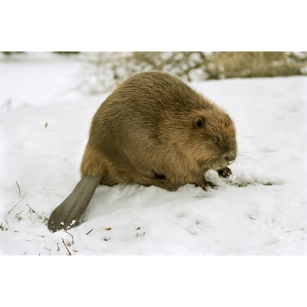 Wild Animals category image