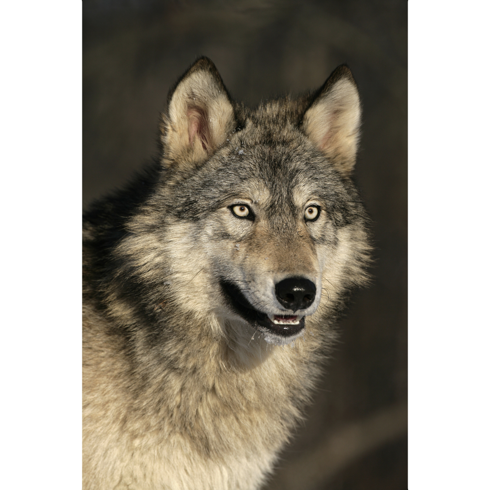 Wolf word image