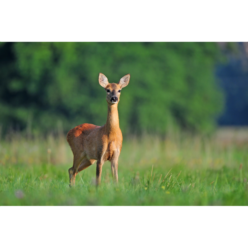 Deer word image