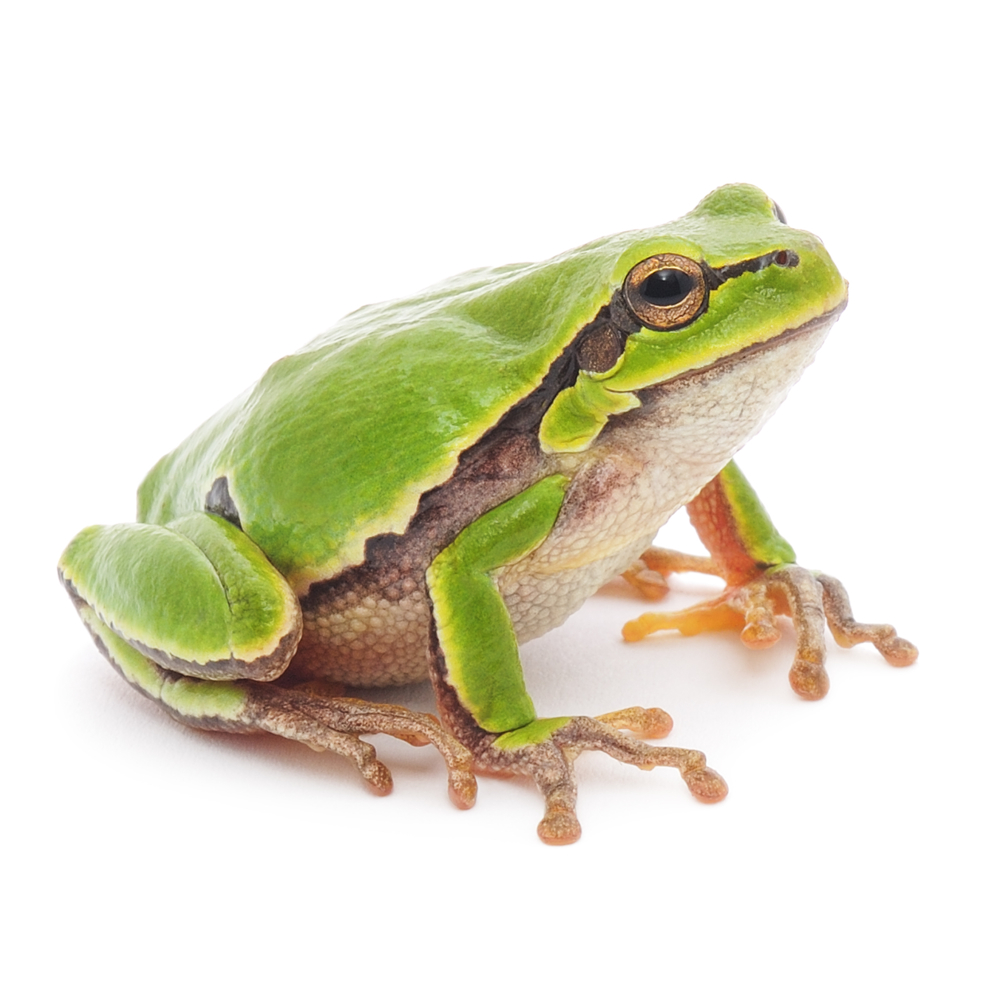 Frog word image