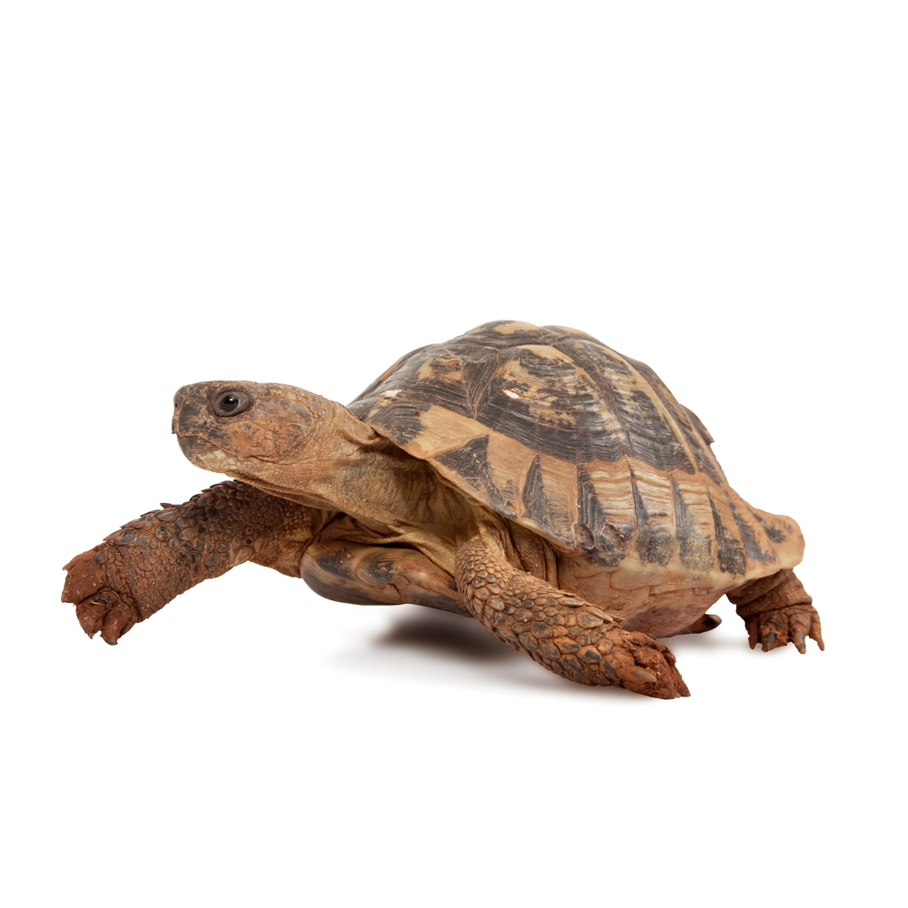 Turtle word image