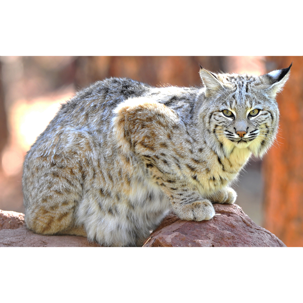 Bobcat word image