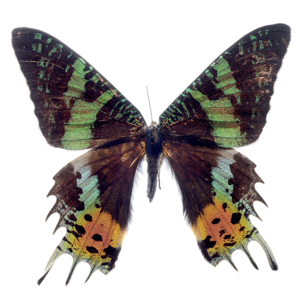 butterfly word image